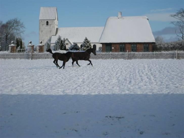 Dansk Varmblod Ramira - jubiii.... billede 13