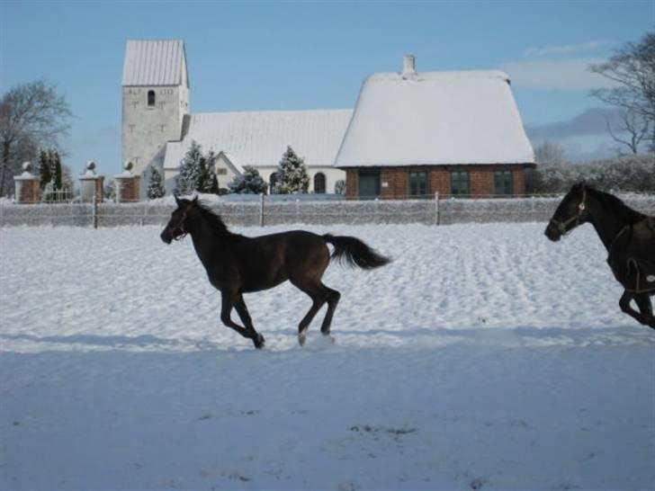 Dansk Varmblod Ramira - min første Sne  billede 14