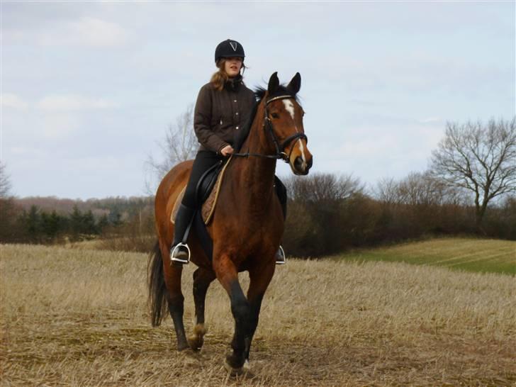 Dansk Varmblod Falkenhus's Rapsodi - anden gang jeg red hende 2008 billede 1