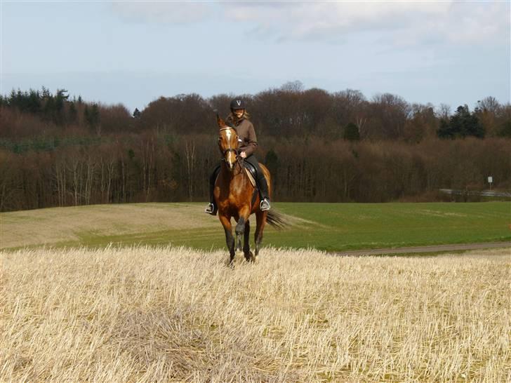 Dansk Varmblod Falkenhus's Rapsodi - anden gang jeg red hende jeg må indrømme jeg var vildt skræmt og var bange for hun ville stikke af med mig, men heldigvis så stak hun da ikke af 2008 billede 2