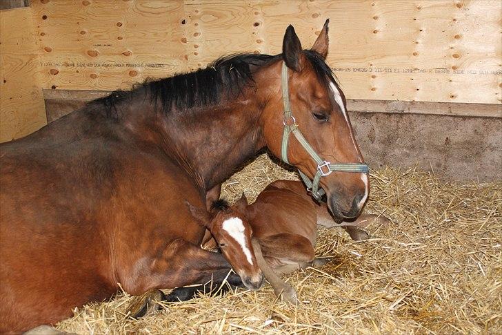 Dansk Varmblod Falkenhus's Rapsodi - 09-05-2010 føller var lige blevet født ca. 5 timer før og Rappe var simpelthen sådan en god mor billede 3