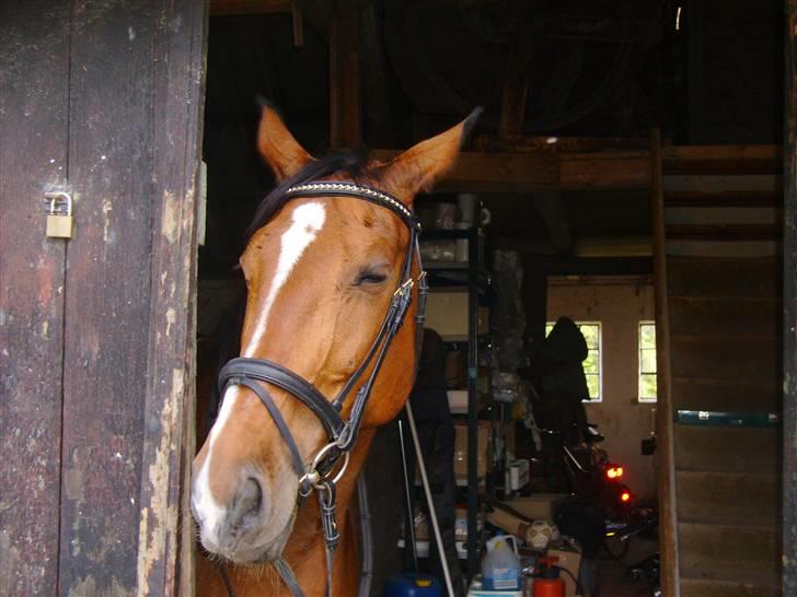 Dansk Varmblod Falkenhus's Rapsodi - 2008 billede 4