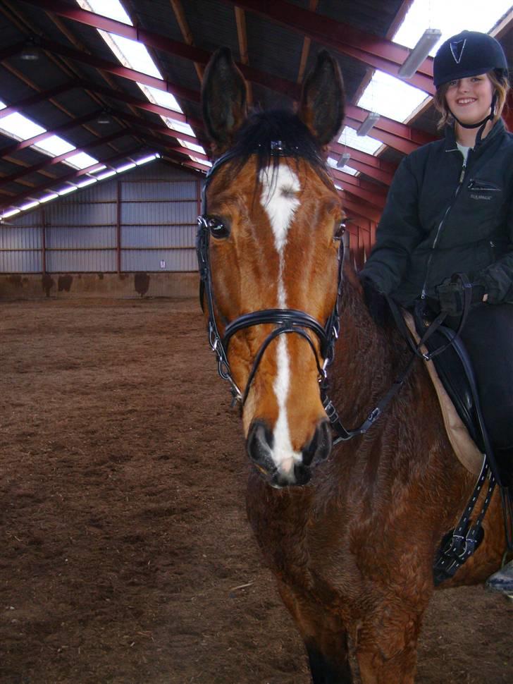 Dansk Varmblod Falkenhus's Rapsodi - første gang jeg red hende 2008 billede 5