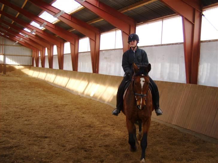 Dansk Varmblod Falkenhus's Rapsodi - første gang jeg red hende(hun var totalt ude af form) 2008 billede 6
