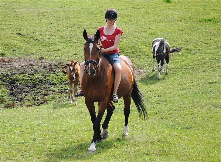 Dansk Varmblod Falkenhus's Rapsodi - 21-07-2010 da hesten var hjemme på sommergræs. Kathrine rider:) billede 7