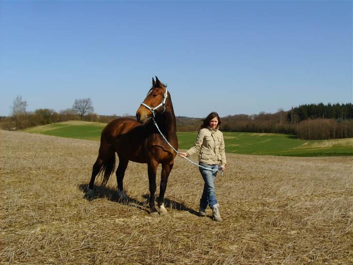 Dansk Varmblod Falkenhus's Rapsodi - på vej fra fold 2008 billede 8