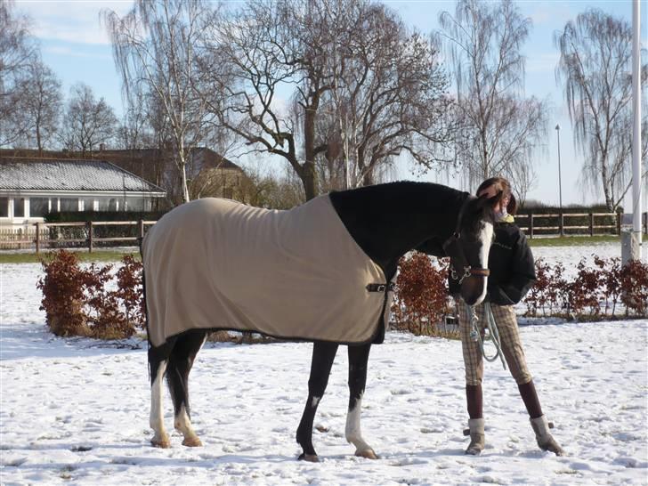 Anden særlig race Akishot Lildholdt - Akishot 2009, ude i sneen . (:*<3 Elsker den hest.  billede 5