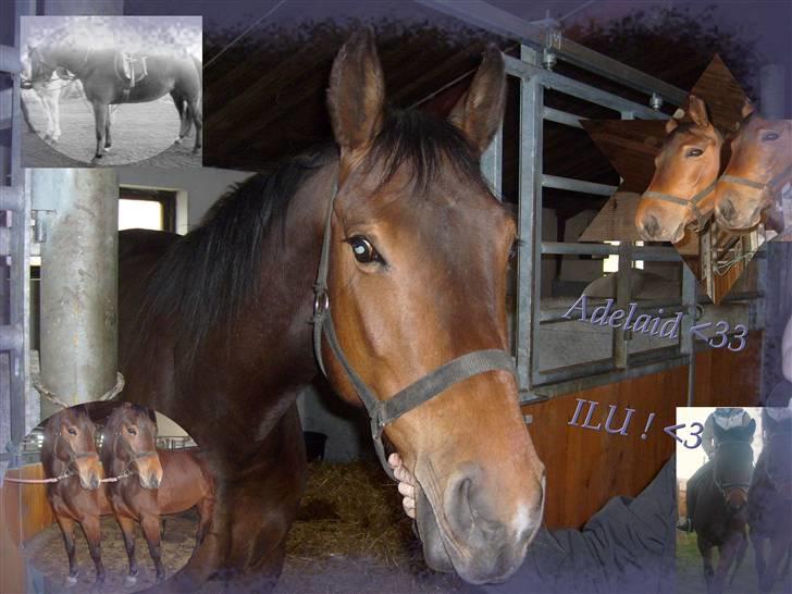 Dansk Varmblod Adelaid / Landi - En sød pige lavede den til mig og jeg syntes den er rigtig flot. hva syntes du? =) billede 8