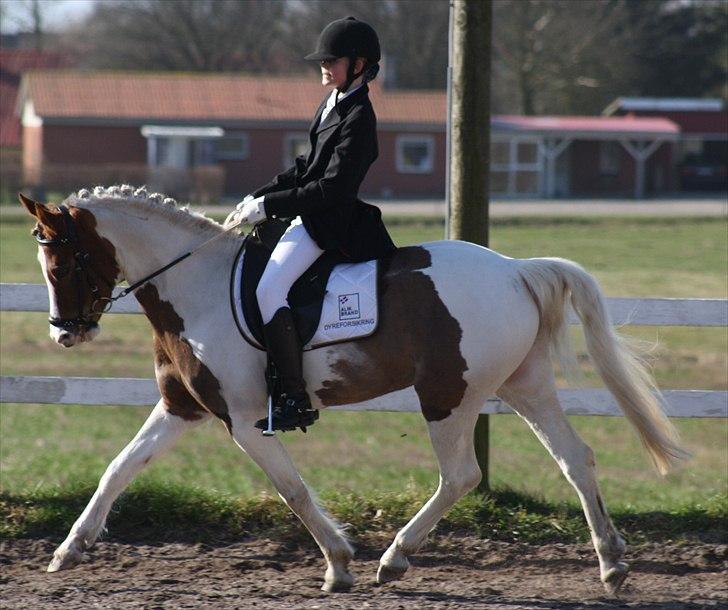 Anden særlig race Sunflower - B-PONY - Stævne på Svankjær Efterskole. Foto: Emma billede 5