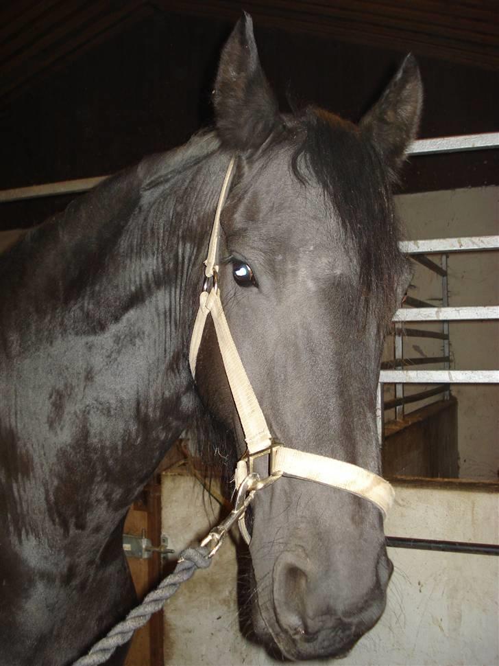 Frieser Dora K billede 8