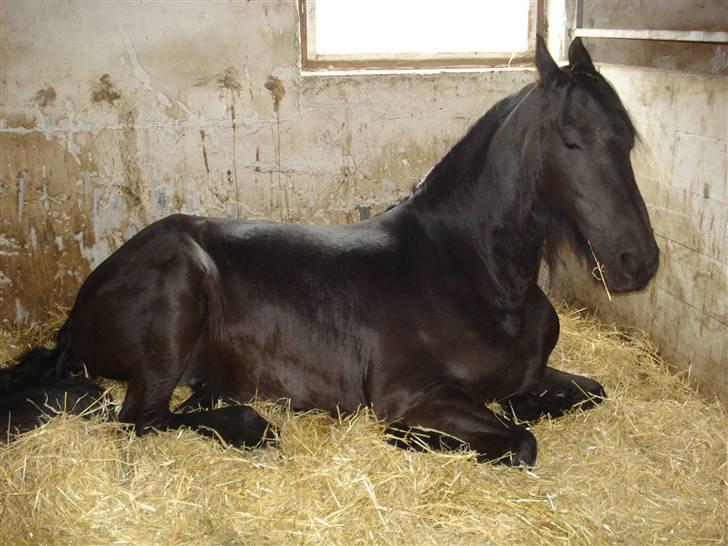 Frieser Dora K billede 10