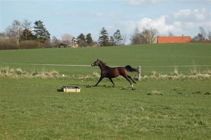 Dansk Varmblod Bolingi - april 09 billede 7