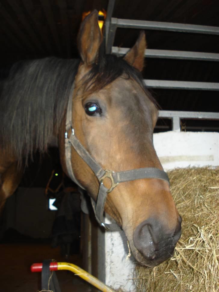 Dansk Varmblod Bolingi billede 9