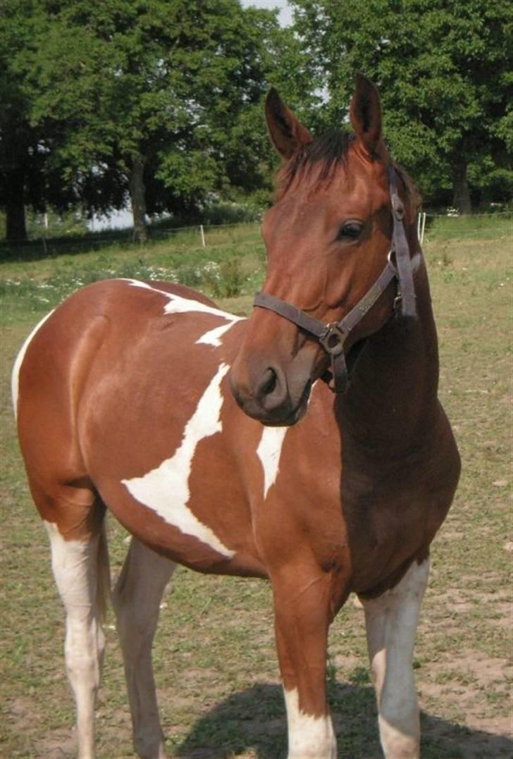 Pinto Hvedholms Perseus - 1 år billede 2