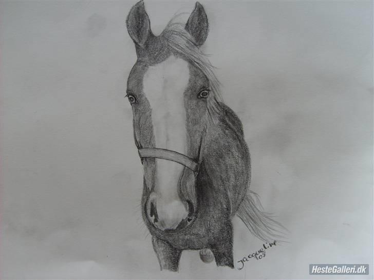 Welsh Pony af Cob-type (sec C) Skonhøjs Blue Eye [Frank] billede 19