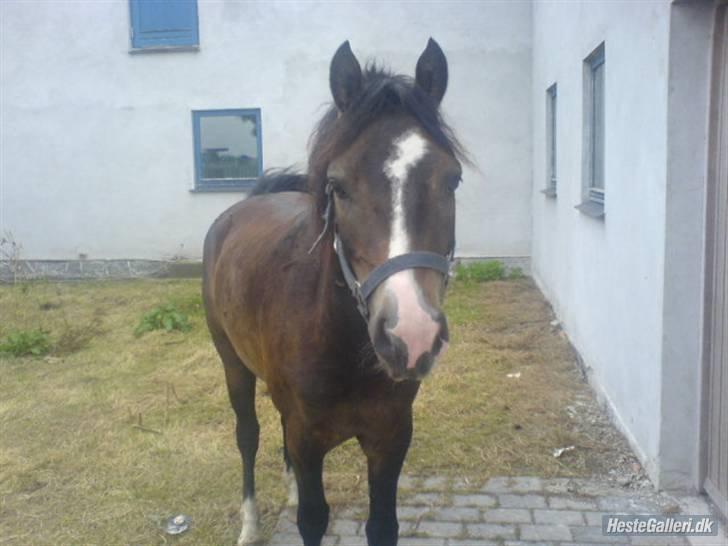 Anden særlig race Oliver *SOLGT* - Oliver på besøg i min fars have billede 11