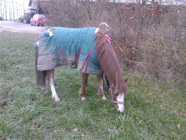 Pinto Aminde's Moonlight*SOLGT* billede 5