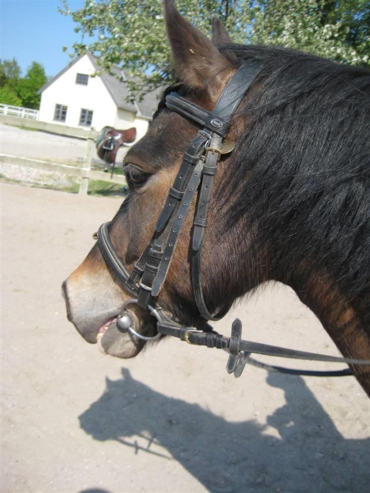 Anden særlig race Buster *rideskolehest* - En dejlig sommerdag :) billede 10