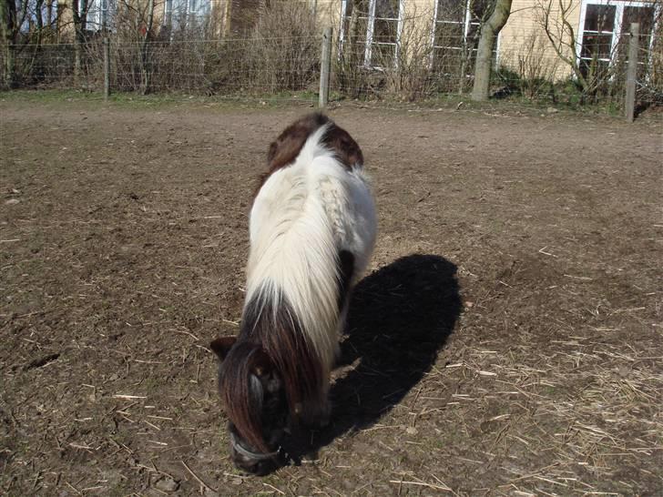 Shetlænder Plet - Øv ikke så meget græs tilbage billede 11