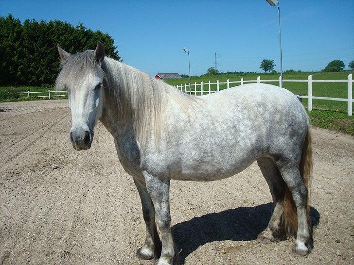 Fell pony Bonita - Bonita lækkerlas. billede 1