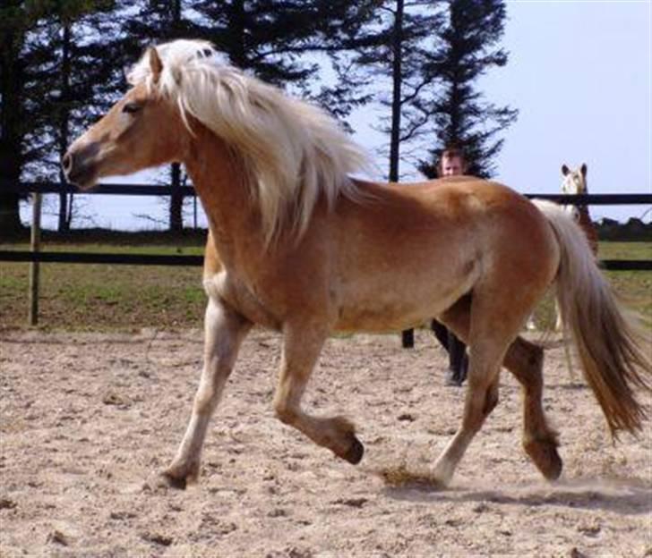 Haflinger Lamara - Lamara 3 år gammel.. 2007.. billede 20