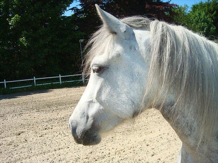 Fell pony Bonita - Bonita  billede 2