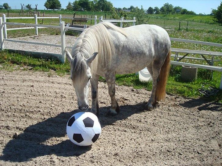 Fell pony Bonita - Bonita gider ikke rigtigt den bold, hun hader at løbe.. billede 3