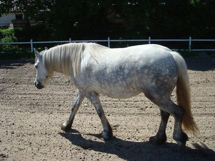 Fell pony Bonita - Pragtfulde Bonita som måske er lidt til den runde side billede 4