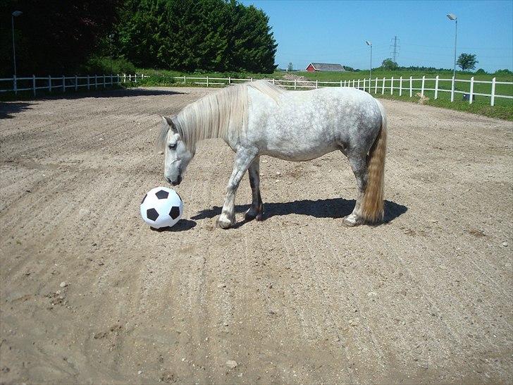 Fell pony Bonita - jeg kigger kun på den, jeg nægter at løbe billede 5