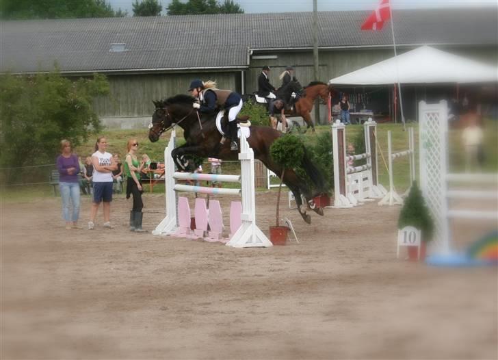 Fuldblod (XX) Masterkova  billede 12