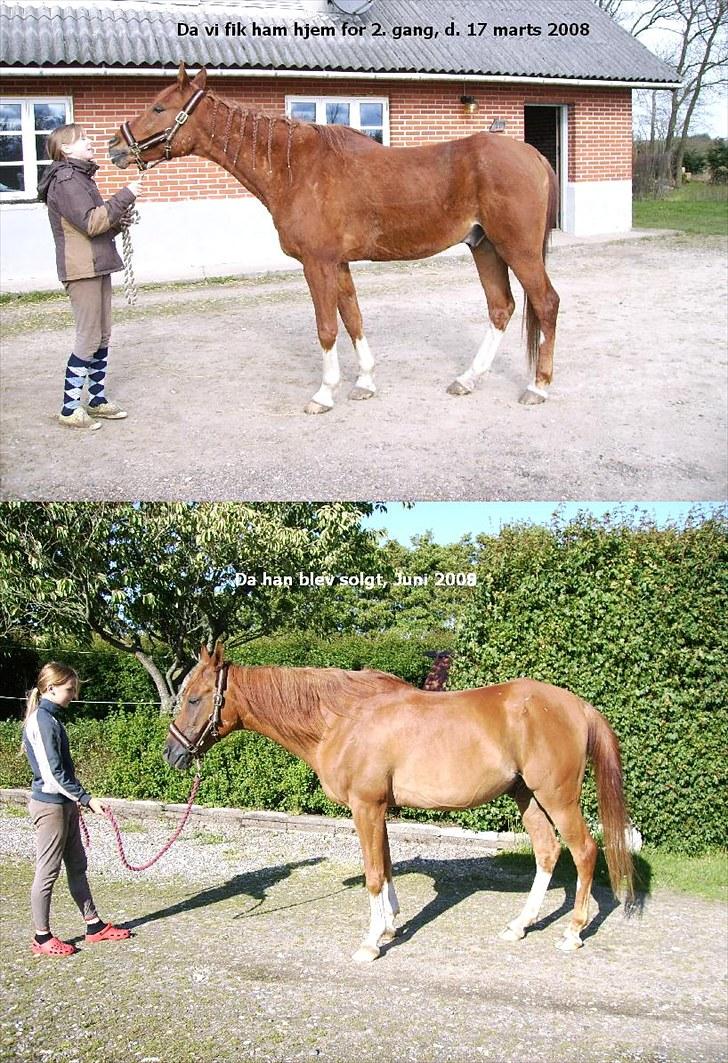 Arabisk fuldblod (OX)  Nachi 2582 *solgt* - hans udvikling hos mig :-) billede 12