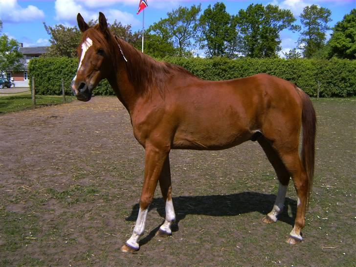 Arabisk fuldblod (OX)  Nachi 2582 *solgt* billede 13