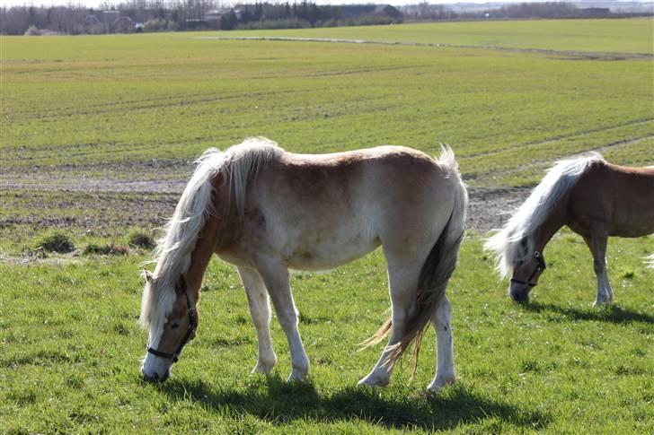 Haflinger Lulu Lakisha (Solgt) - Lakisha 2 år.. 18/4-10 billede 3