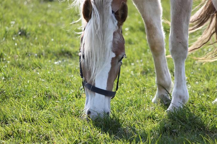 Haflinger Lulu Lakisha (Solgt) - Lakishas smukke hovede.. 18/4-10 billede 4
