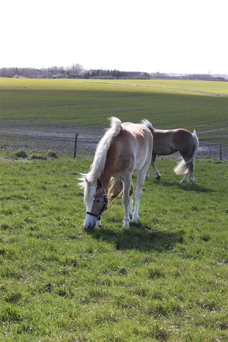 Haflinger Lulu Lakisha (Solgt) - 18/4-10 billede 5