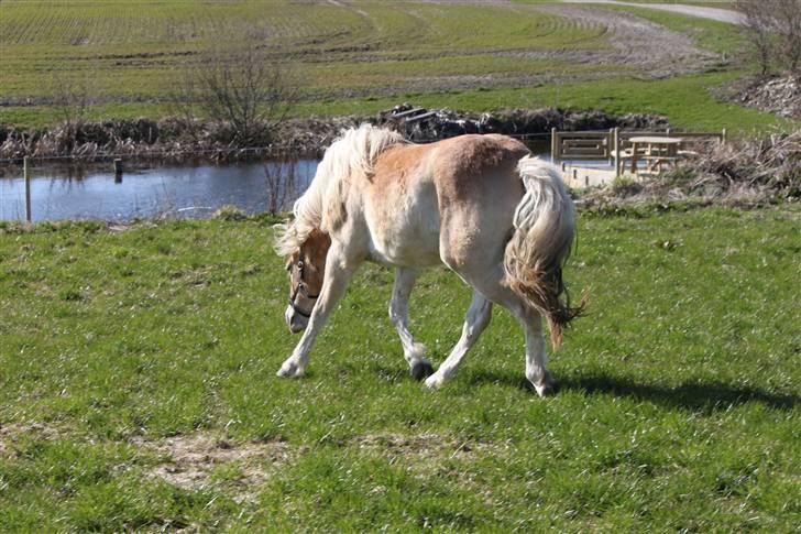 Haflinger Lulu Lakisha (Solgt) - Man kan godt bevæge sig lidt, men det er ikke velvilligt, når man er kommet på folden med det længste græs.. :) 18/4-10 billede 6