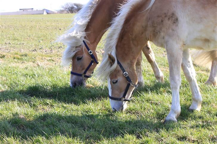 Haflinger Lulu Lakisha (Solgt) - Græsser side om side med moaar.. :) 18/4-10 billede 8