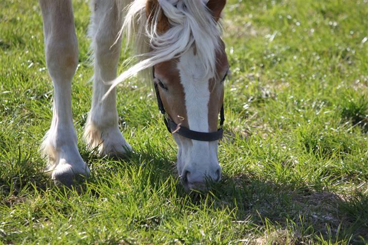 Haflinger Lulu Lakisha (Solgt) - 18/4-10 billede 10