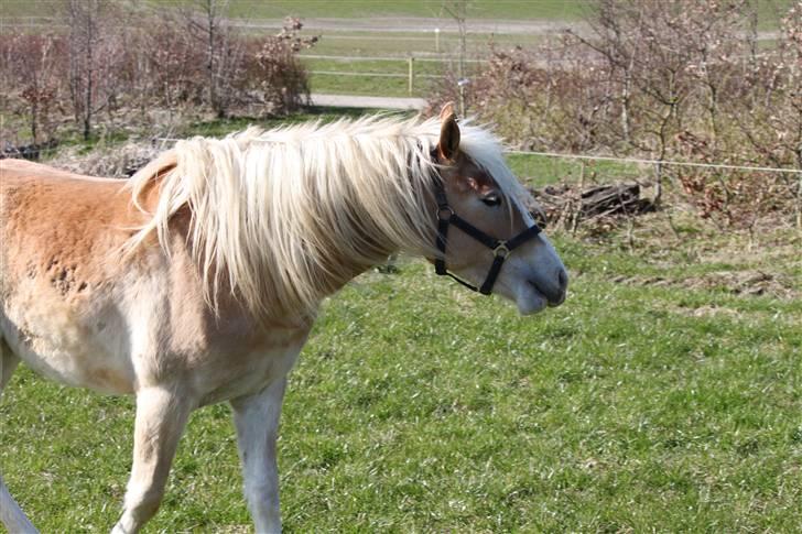 Haflinger Lulu Lakisha (Solgt) - 18/4-10 billede 11