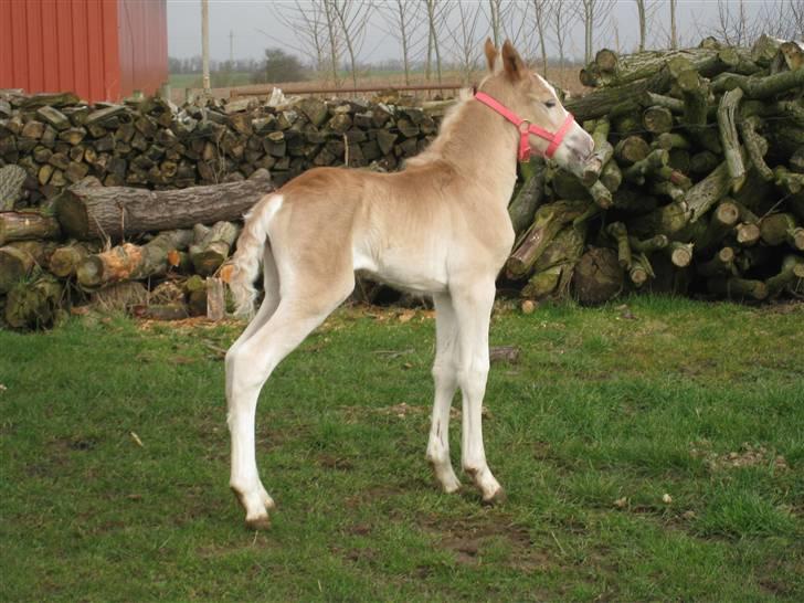 Haflinger Lulu Lakisha (Solgt) - Langbenet Lakisha 3 dage gammel og på fold for første gang.. 2/4-08 billede 12