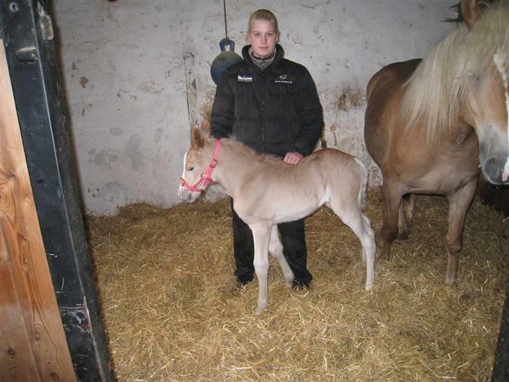 Haflinger Lulu Lakisha (Solgt) - Ny lyserød grime og på vej på fold for første gang.. 2/4-08 billede 14