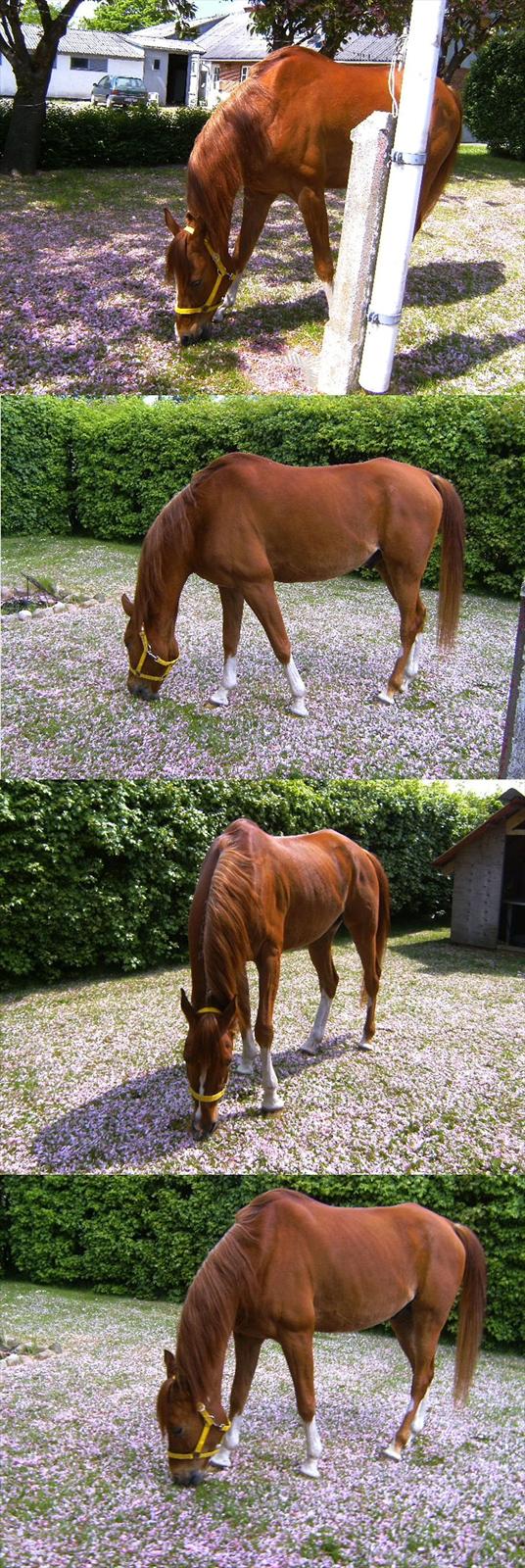 Arabisk fuldblod (OX)  Nachi 2582 *solgt* - fri i haven :-) billede 1