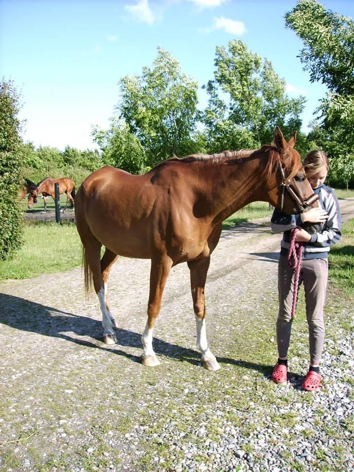 Arabisk fuldblod (OX)  Nachi 2582 *solgt* - Min dejlige Nachi, få dage før han blev hentet..  jeg vil sku savne diig :-( billede 19