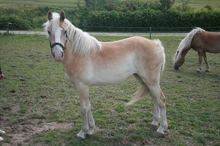 Haflinger Lulu Lakisha (Solgt) - Lakisha 1 år og 3 mdr.. Juli 2009.. billede 16