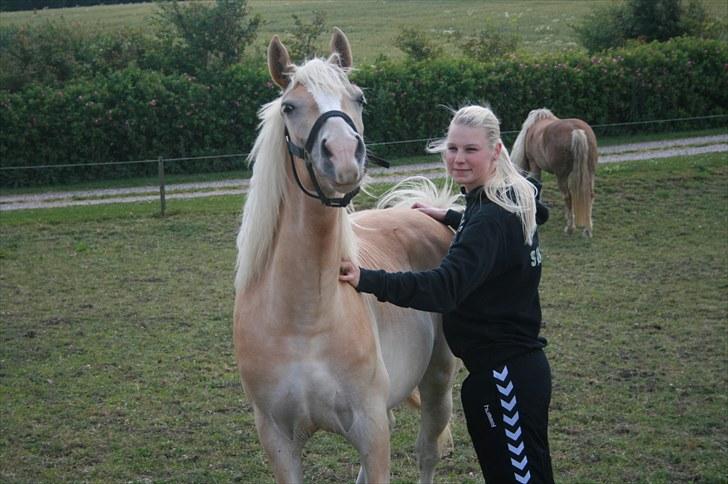 Haflinger Lulu Lakisha (Solgt) - Liiige der.. :P Juli 2009.. billede 18