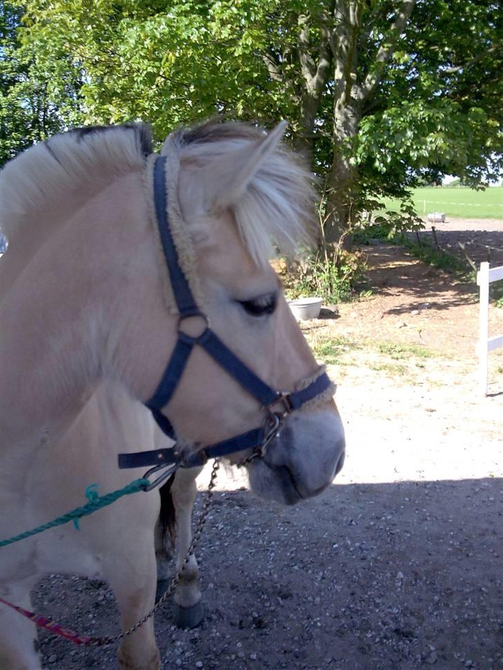 Fjordhest Jeanett Lundgård SOLGT - foråret 08 billede 12