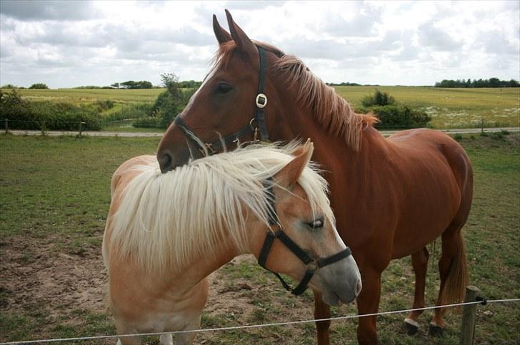Haflinger Lulu Lakisha (Solgt) - Lakisha hygger med Looka.. Juli 2009.. billede 20