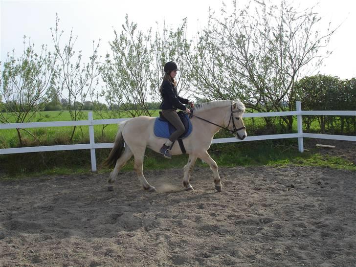 Fjordhest Jeanett Lundgård SOLGT - dressur - april 09 billede 13
