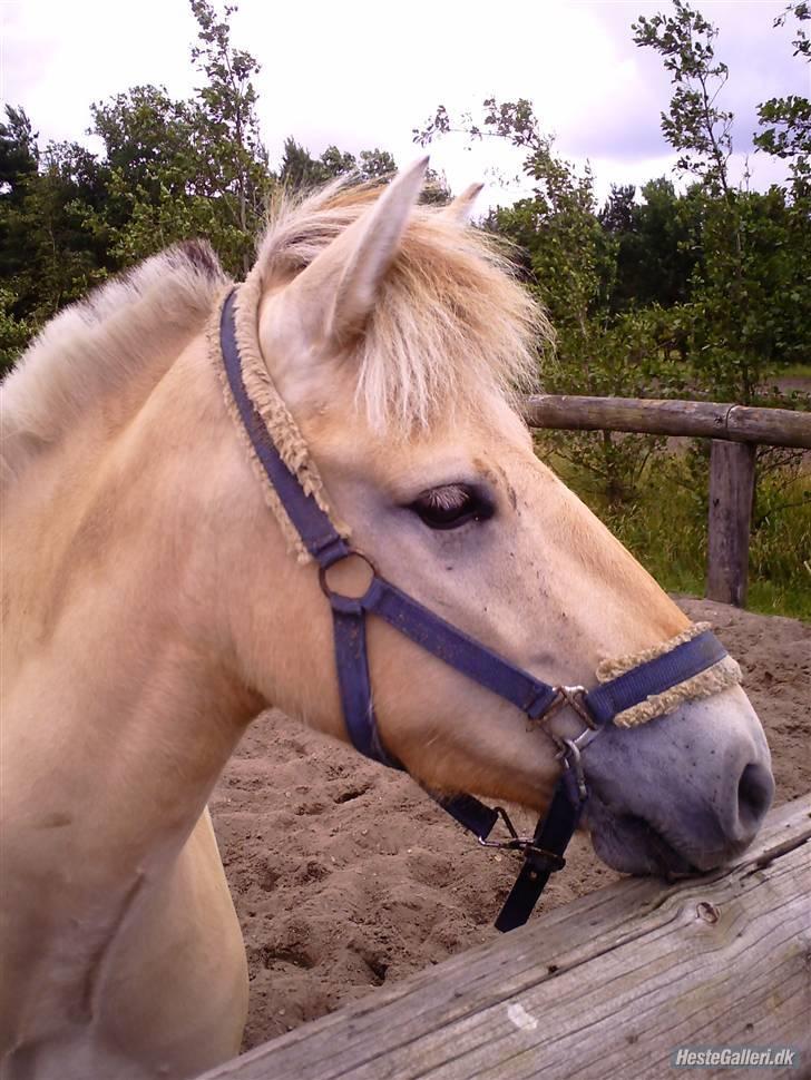 Fjordhest Jeanett Lundgård SOLGT - ridelejr 08 billede 14