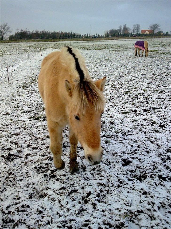 Fjordhest Jeanett Lundgård SOLGT - vinteren 08/09 billede 15